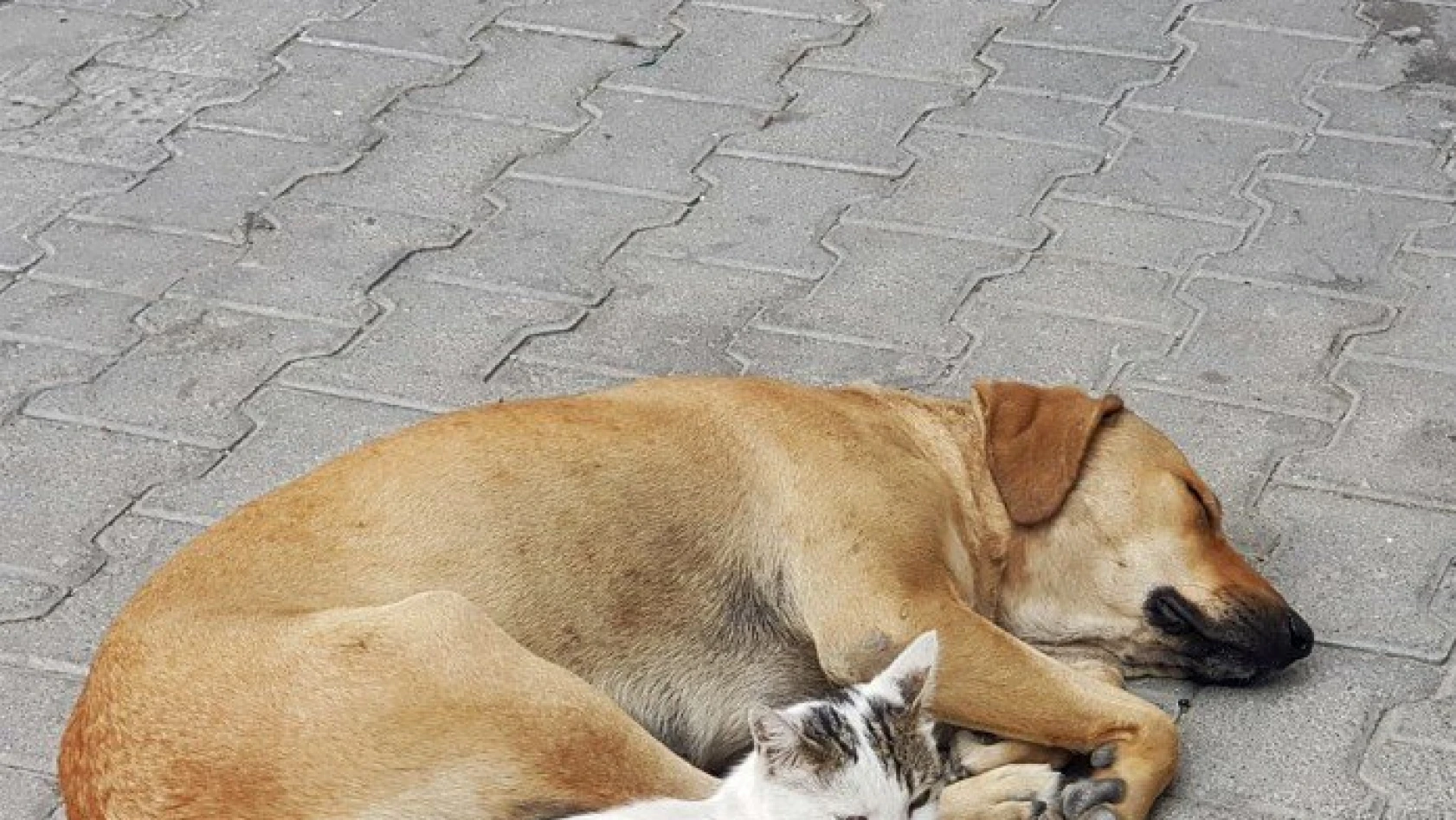 Kedi ile köpeğin dostluğu görenleri hayrete düşürüyor