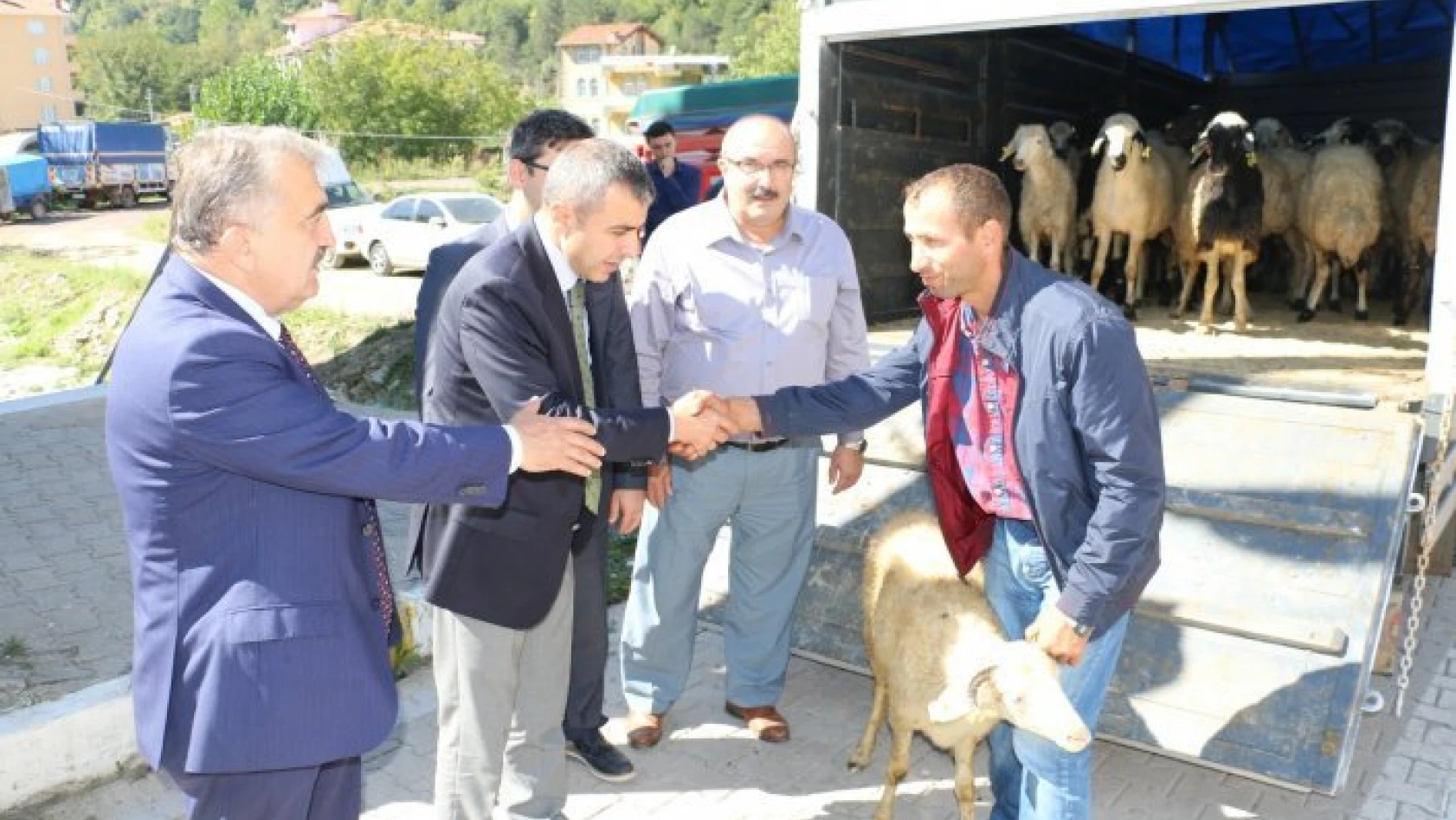 Doğanyurt'ta 34 koyun dağıtıldı