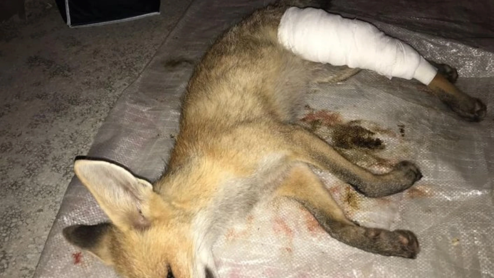 Kastamonu'da yaralı tilki tedavi altına alındı