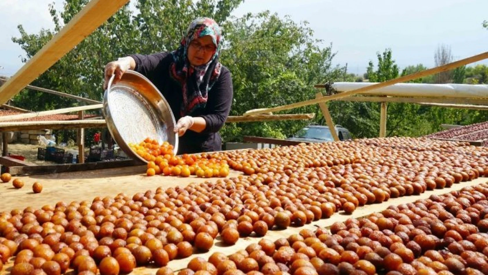 Osmanlı mutfağının vazgeçilmez meyvesi Üryani eriğinin hasadı başladı
