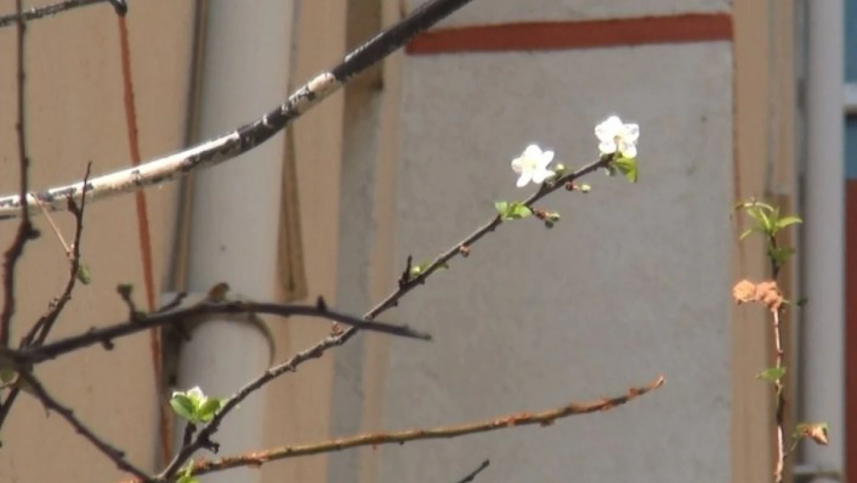 Kastamonu'da sıcağa aldanan meyve ağaçları çiçek açtı