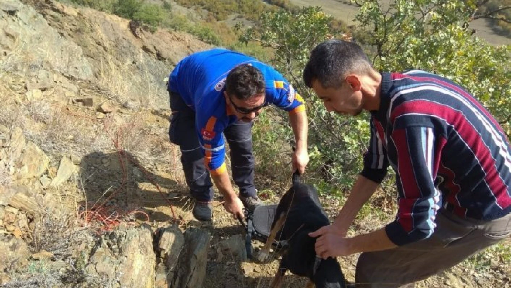 Kayalıklarda mahsur kalan av köpeğini AFAD ekipleri kurtardı