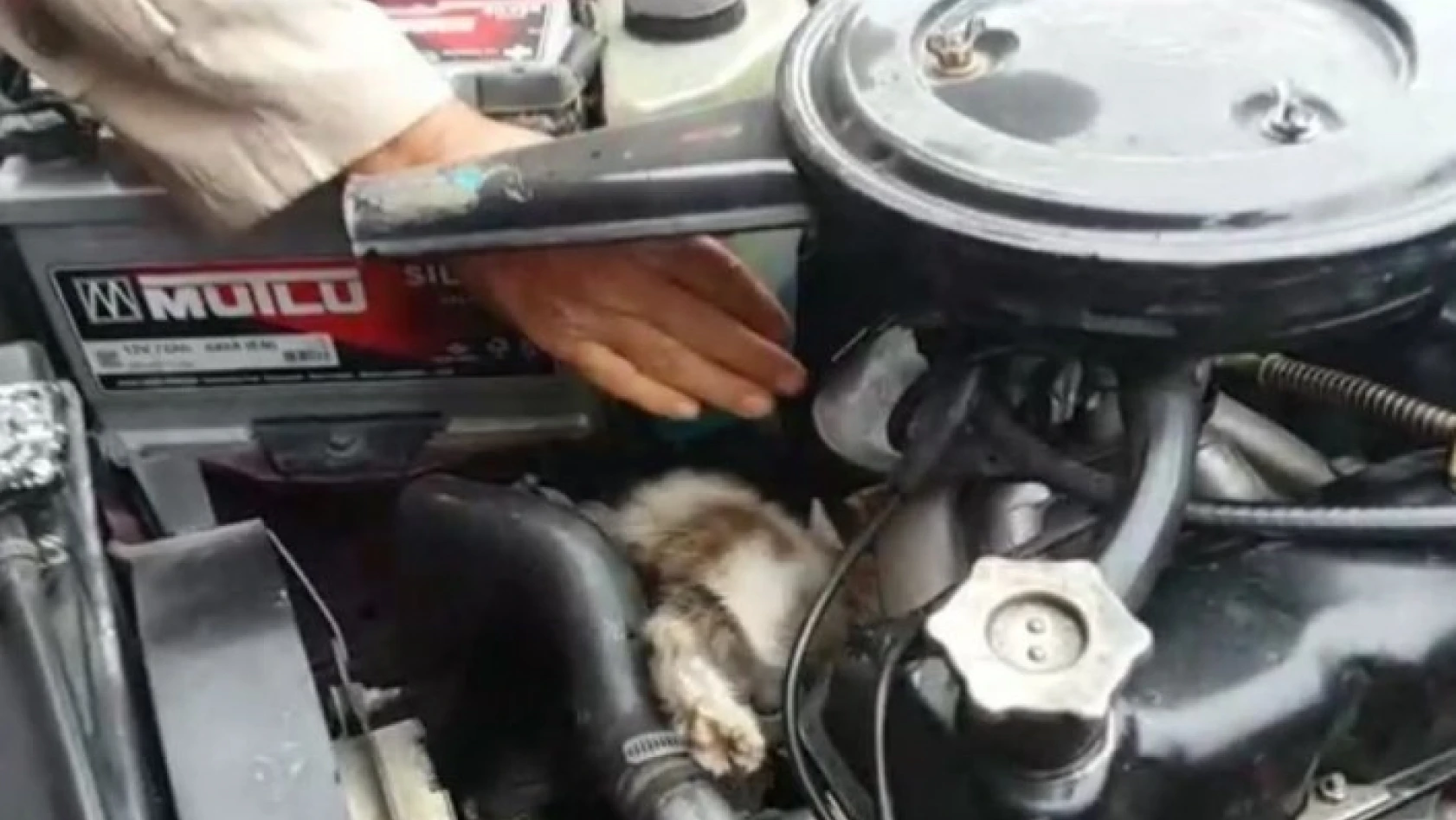 Seyir halindeki aracın motorundan kedi çıktı