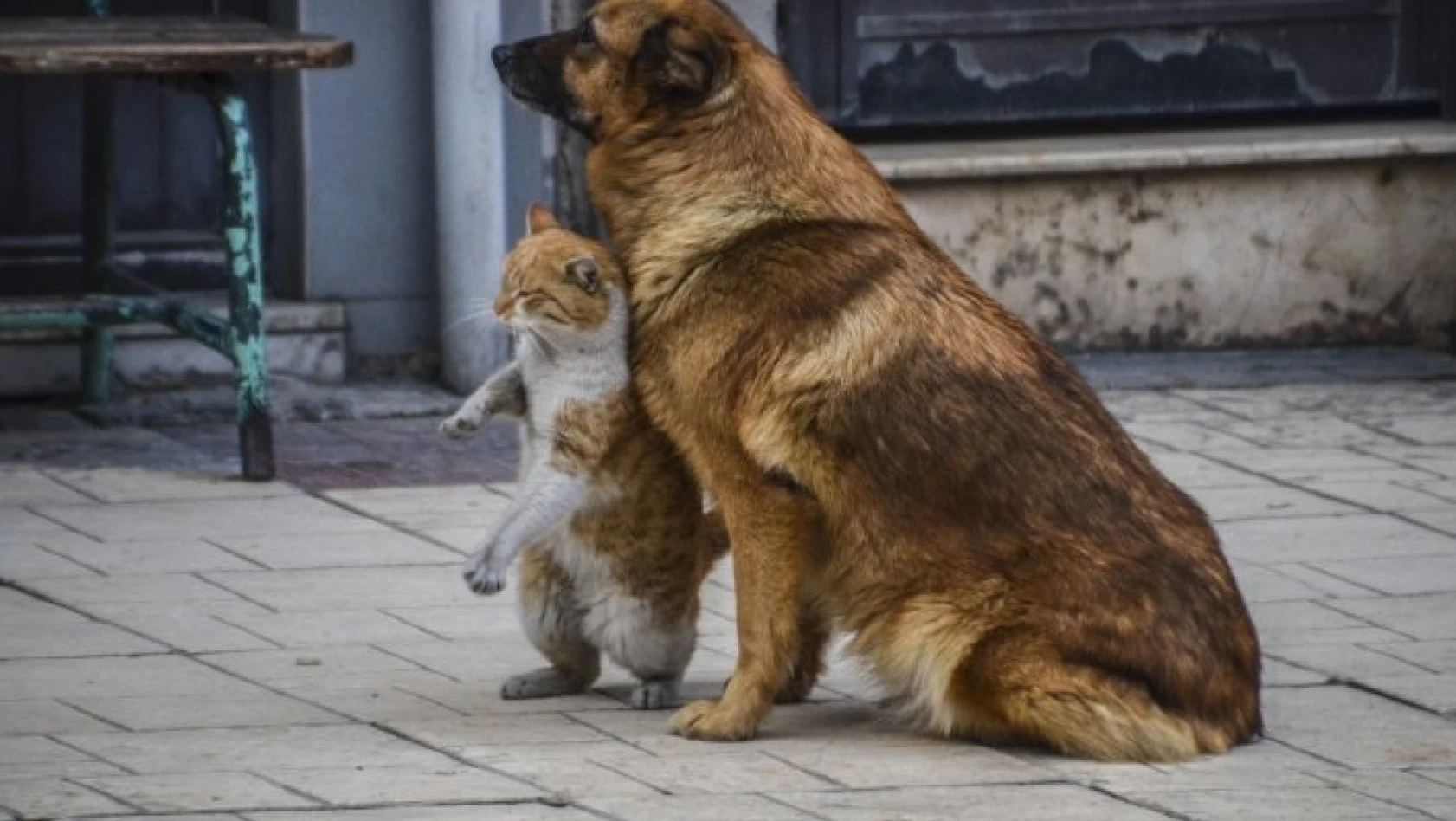 Kastamonu'da kedi ve köpeğin dostluğu görenleri şaşırttı