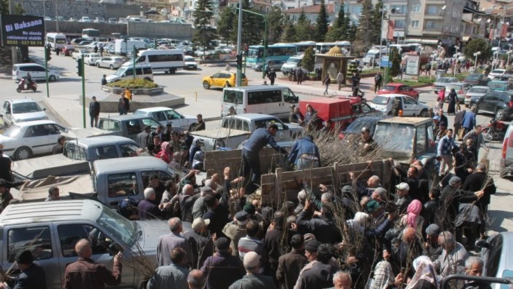 Tosya'da 6 bin adet fidan dağıtıldı