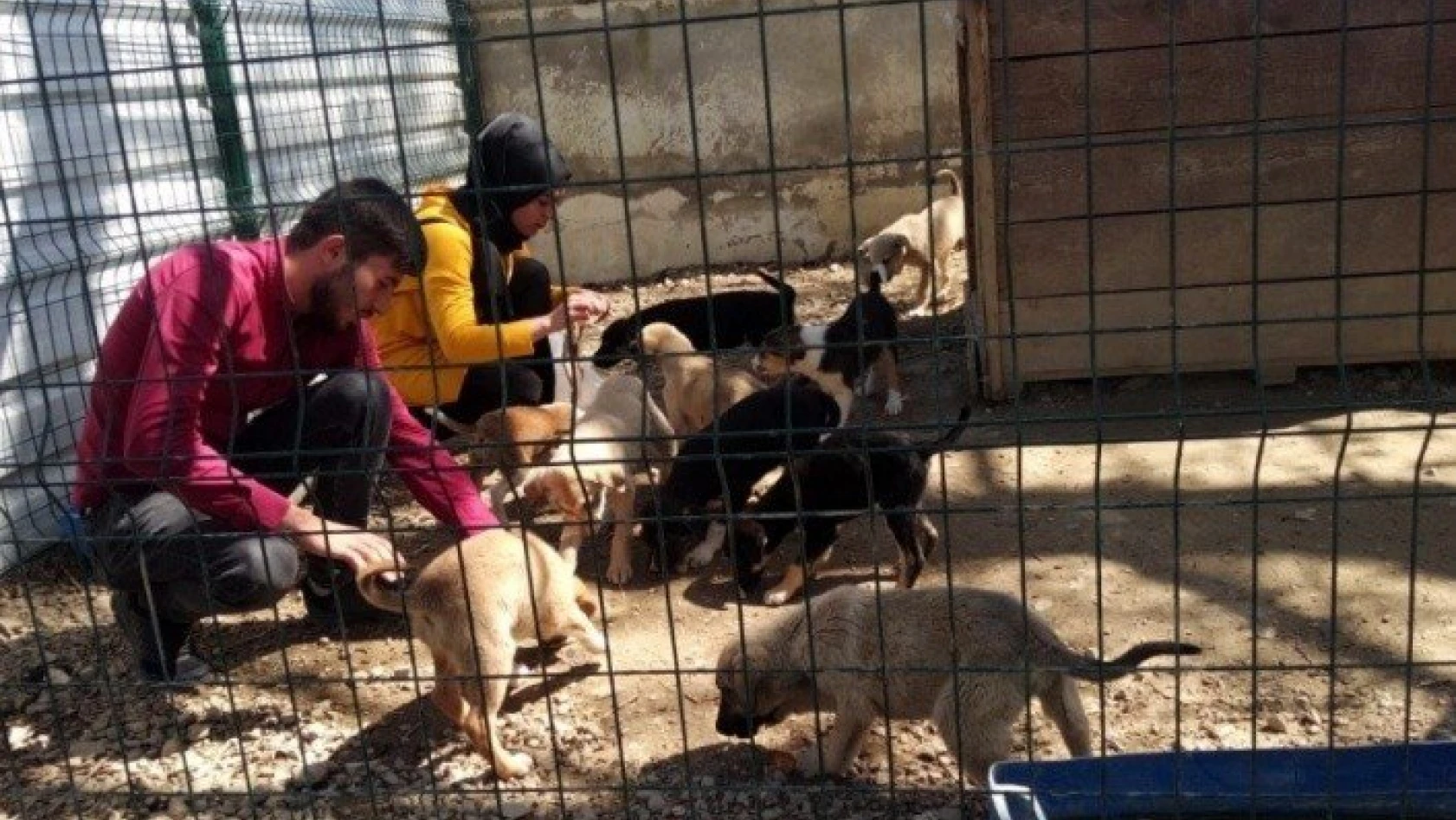 Kastamonu'da sokak hayvanları için 'İmece Projesi'