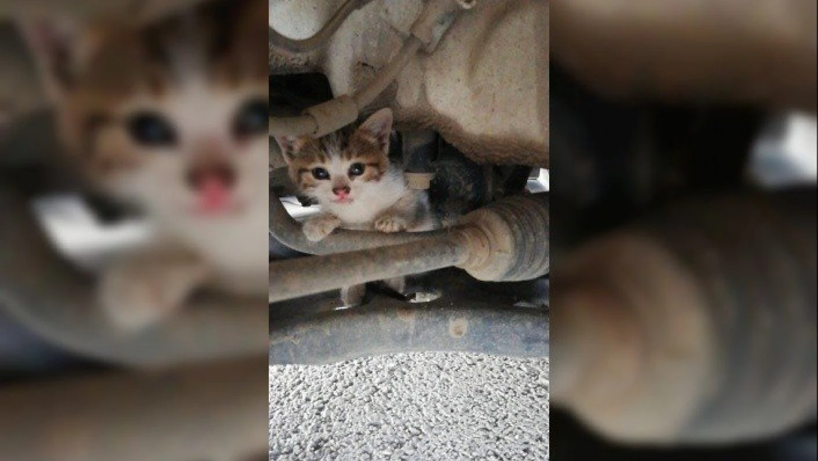 Araç motoruna sıkışan yavru kedi kurtarıldı