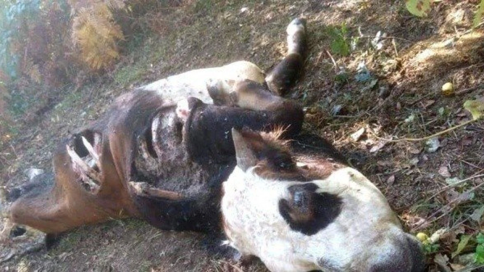 Kastamonu'da ayının saldırdığı inek telef oldu