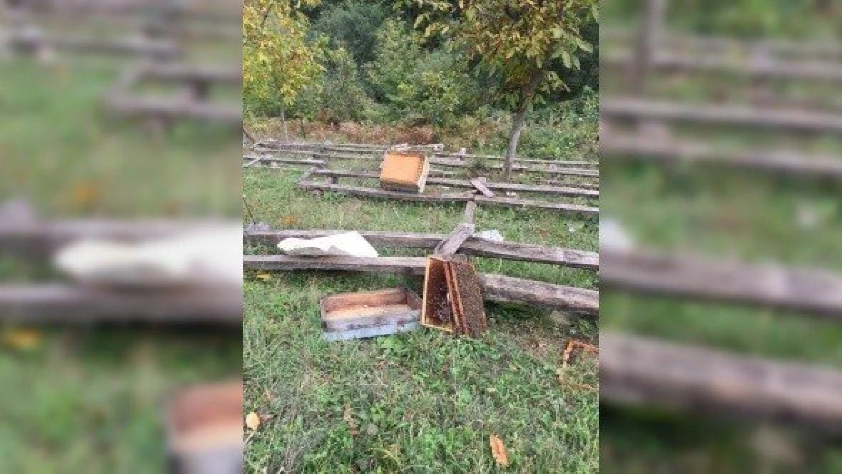 Kastamonu'da ayı, 10 arı kovanını parçaladı