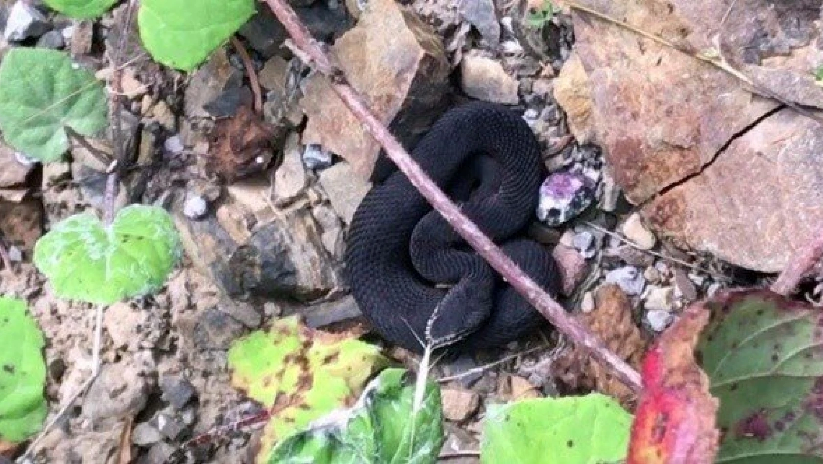 Kastamonu'da nadir bulunan zehirli baran engerek yılanı görüntülendi