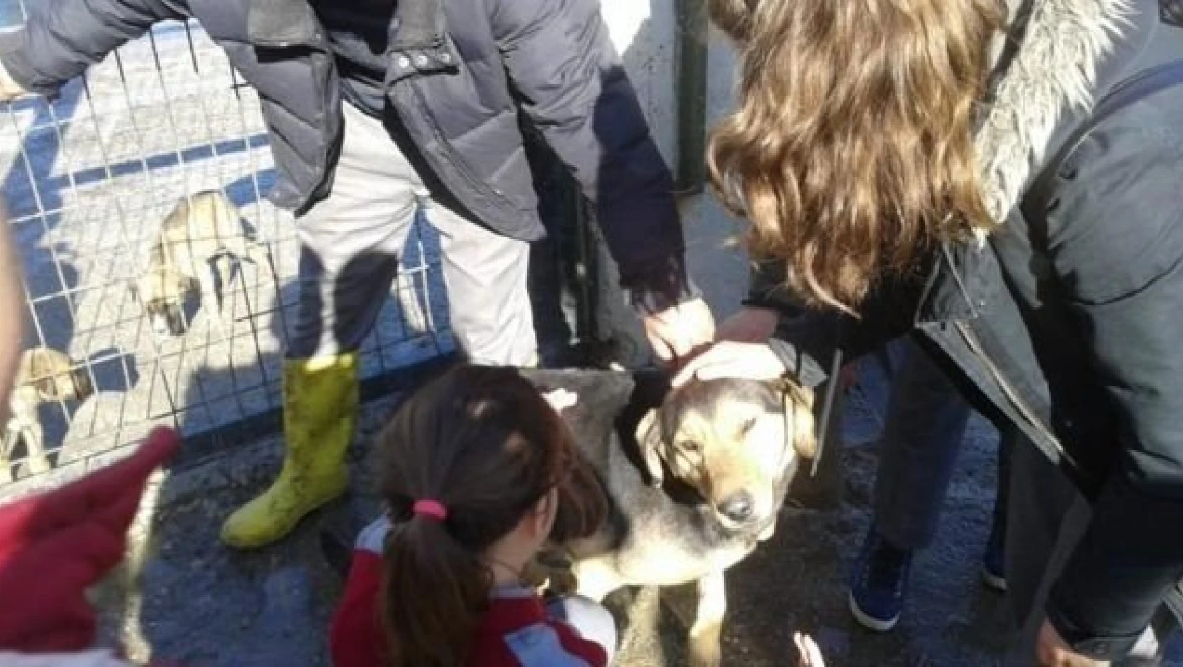 Taşköprü'de öğrenciler, hayvan barınağını ziyaret etti