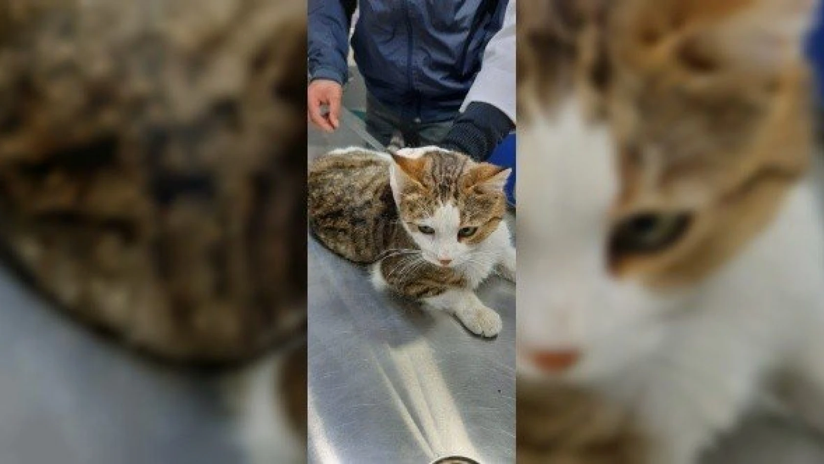 Beline çelik tel bağlanan kedi, ölüme terk edildi