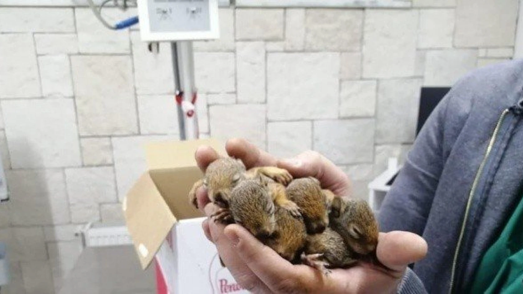 Kastamonu'da çalışan orman işçileri sincap yavrularına sahip çıktı