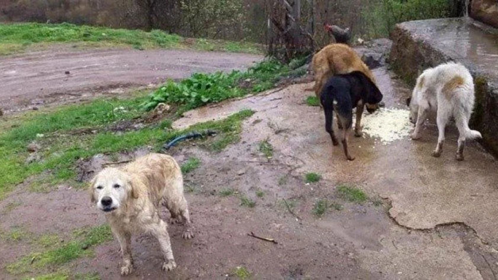 Köpekleri ormanlık alana bırakarak ölüme terk ettiler