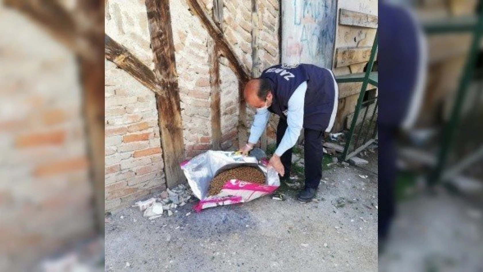 Taşköprü Belediyesi, sokak hayvanlarını besledi