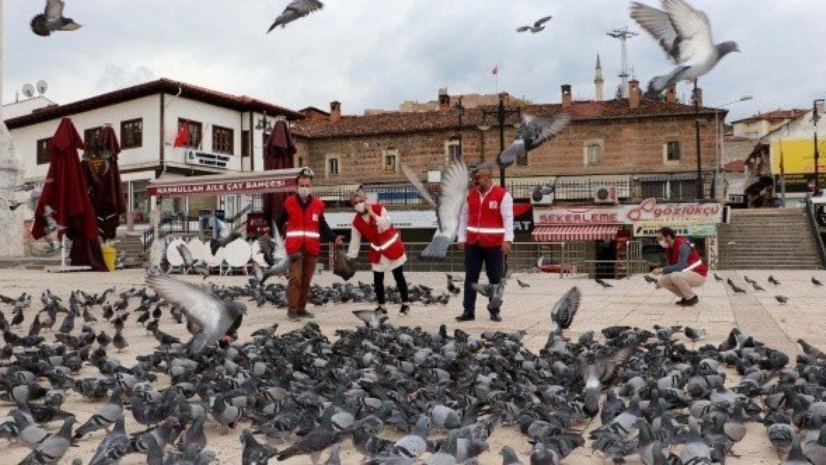 Türk Kızılay gönüllüleri kuş ve sokak hayvanlarını besledi