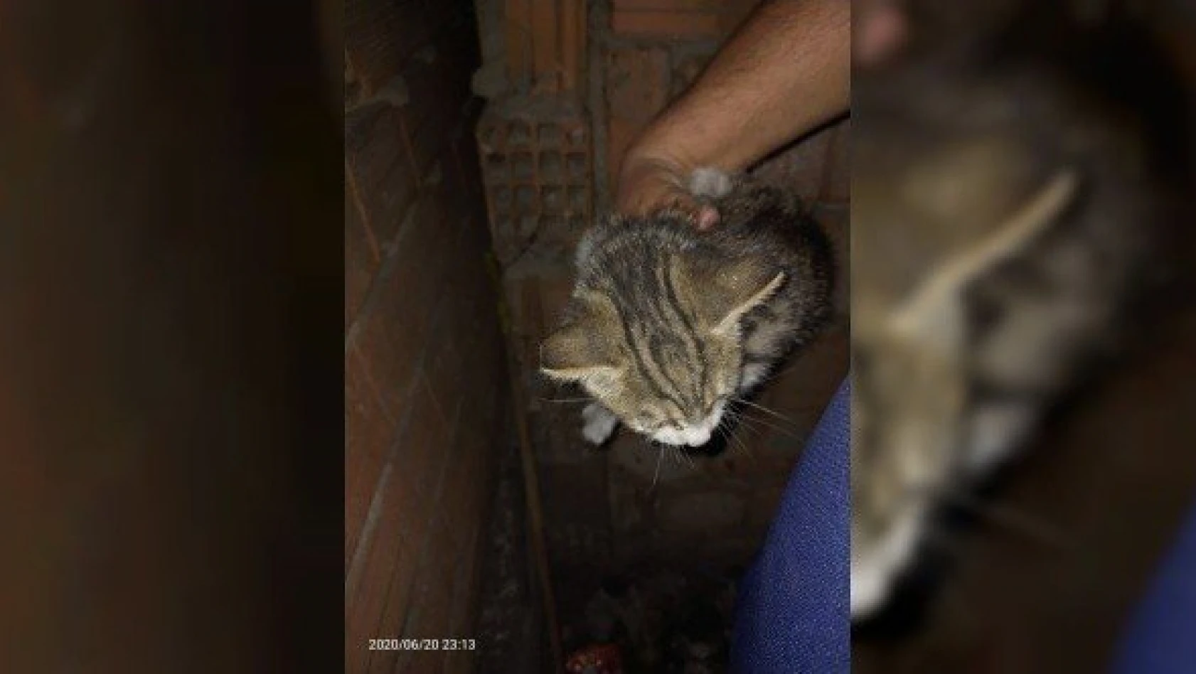 2 gündür mahsur kalan yavru kediyi trafik zabıta kurtardı
