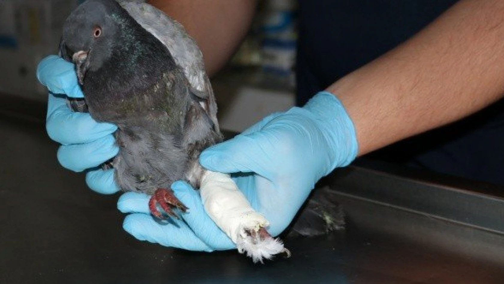 Kastamonu'da ayağı tabelaya sıkışan güvercini itfaiye kurtardı