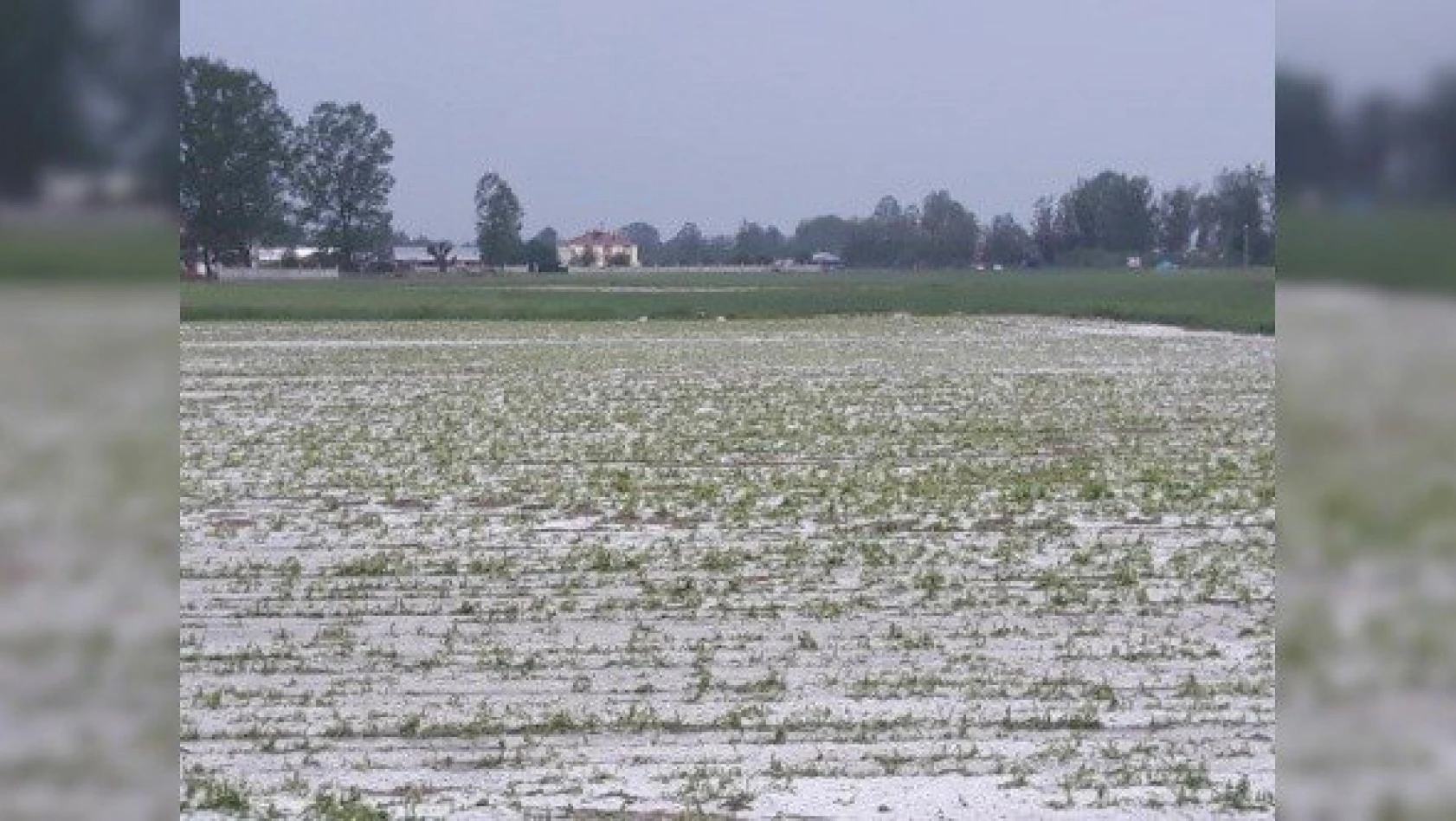 Kastamonu'da dolu yağışı tarım arazilerine zarar verdi