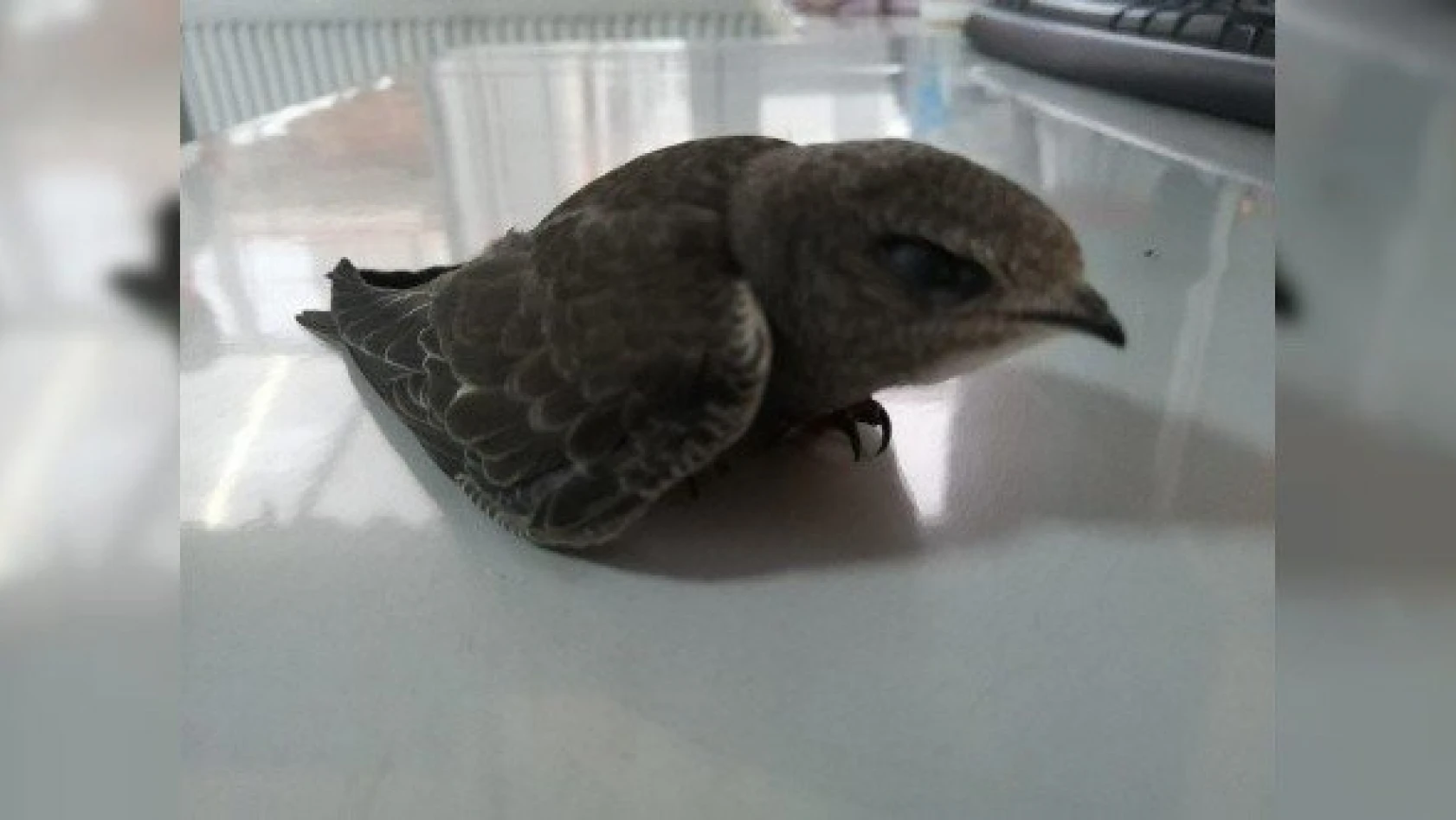 Kastamonu'da bulunan ebabil kuşu DKMP'ye teslim edildi