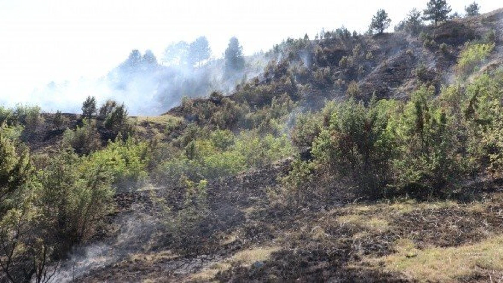 Kastamonu'daki örtü yangını kontrol altına alındı