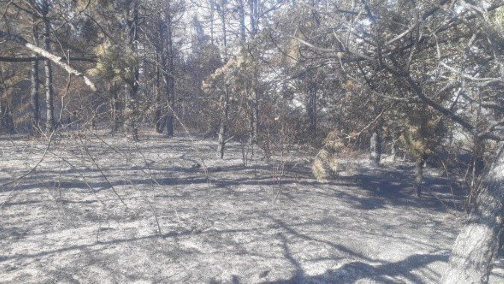 Cide'deki orman yangını kontrol altına alındı