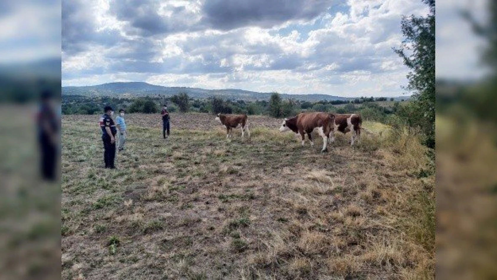 Jandarma, kayıp hayvanları drone ile buldu