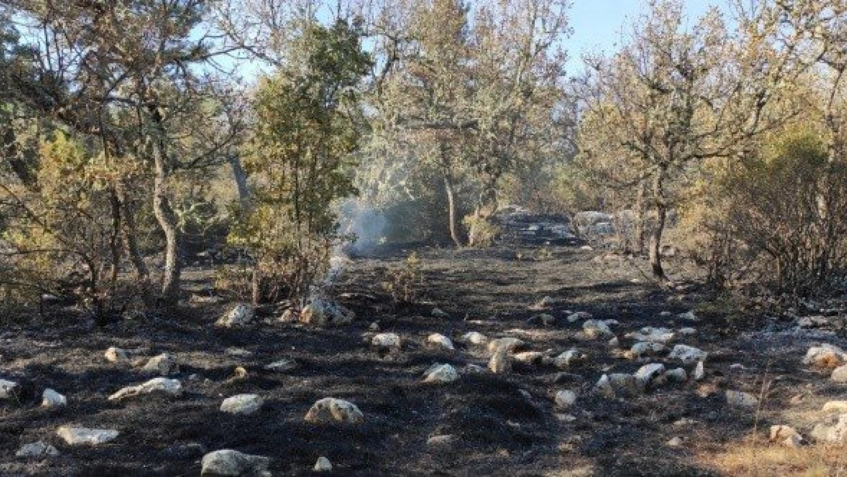 Araç'taki orman yangınında 5 hektar alan zarar gördü