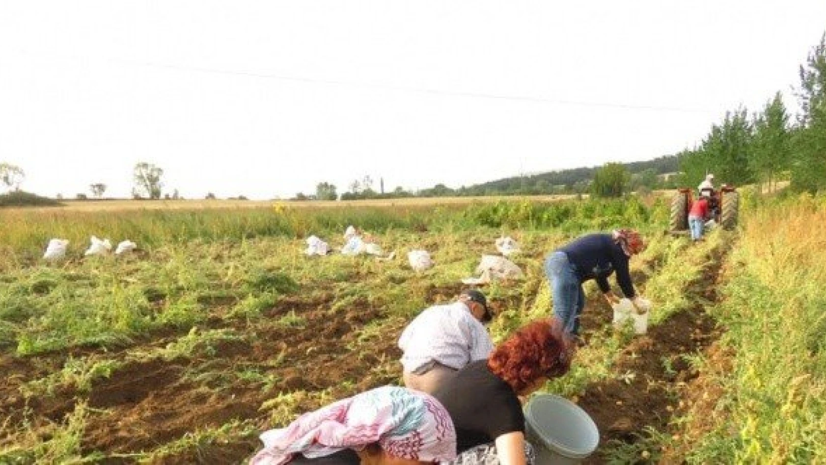 Kastamonu'da patates hasadı sona erdi