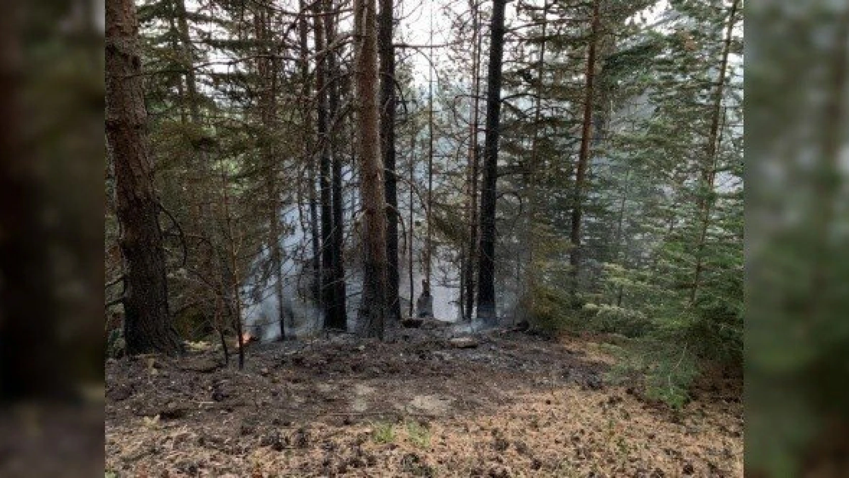 Tosya'daki orman yangınında 1 dekar alan zarar gördü