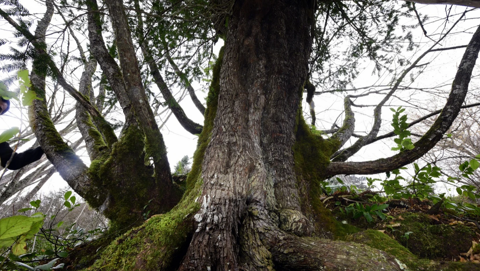 661 yıllık kayacık ağacı koruma altına alınacak