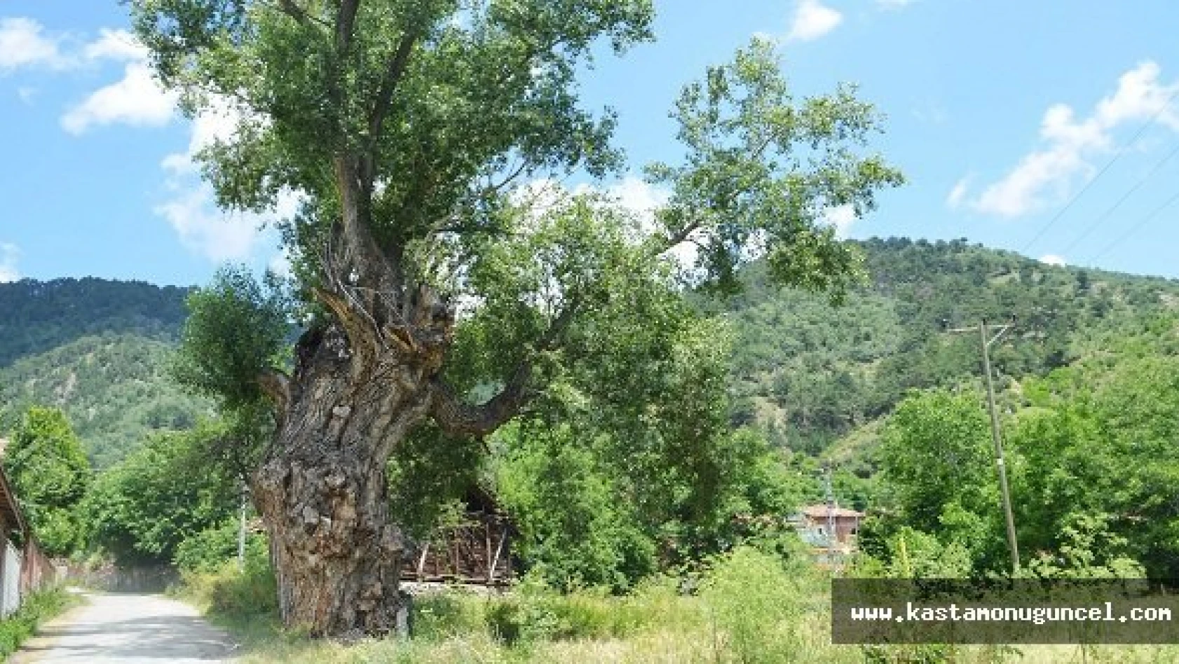 750 Yıllık Kavak Ağacı