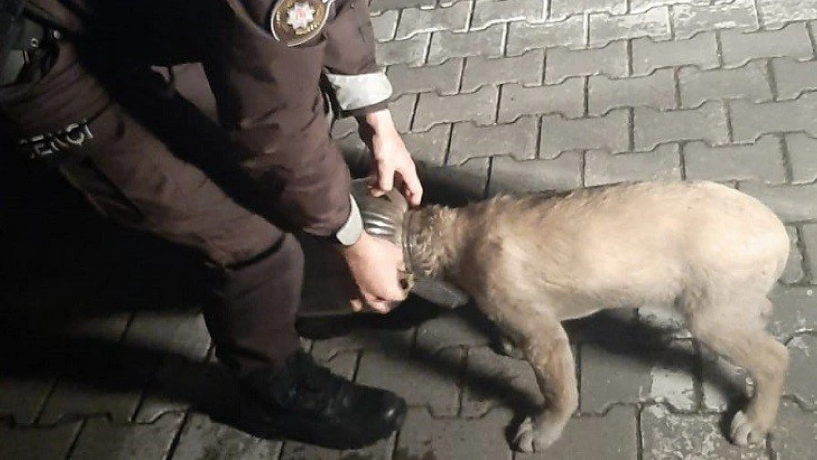 Abana'da kafası bidona sıkışan köpek kurtarıldı