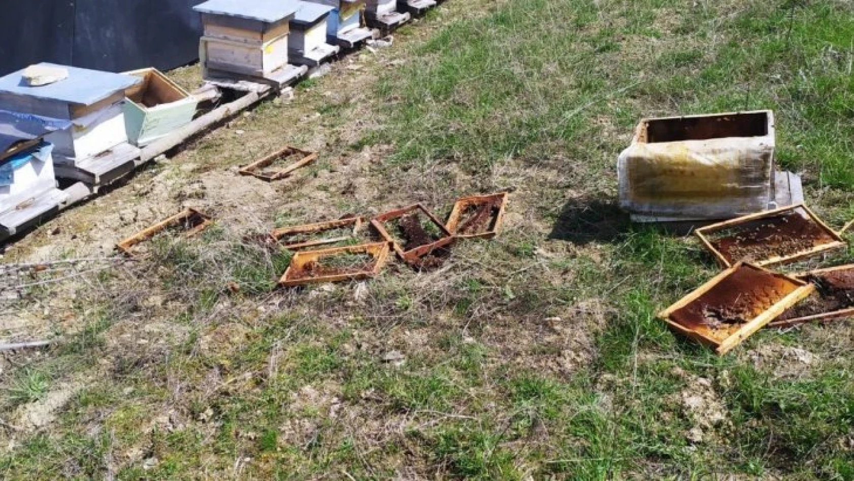 Aç kalan ayılar arı kovanlarını parçaladı