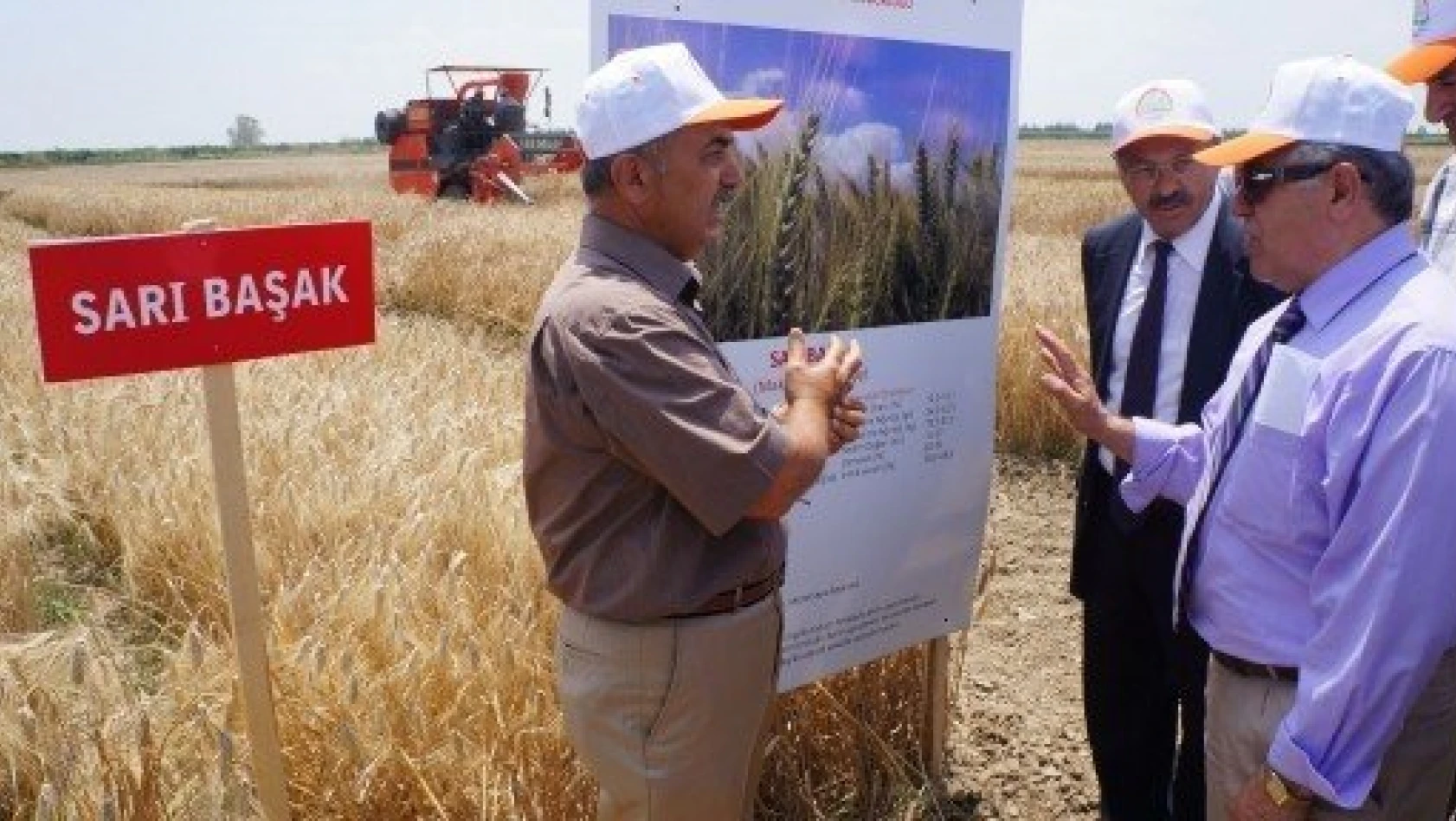 Adana'da 4 yeni buğday çeşidi geliştirildi