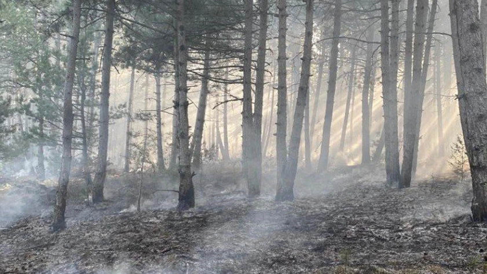 Araç'ta çıkan orman yangını kontrol altına alındı