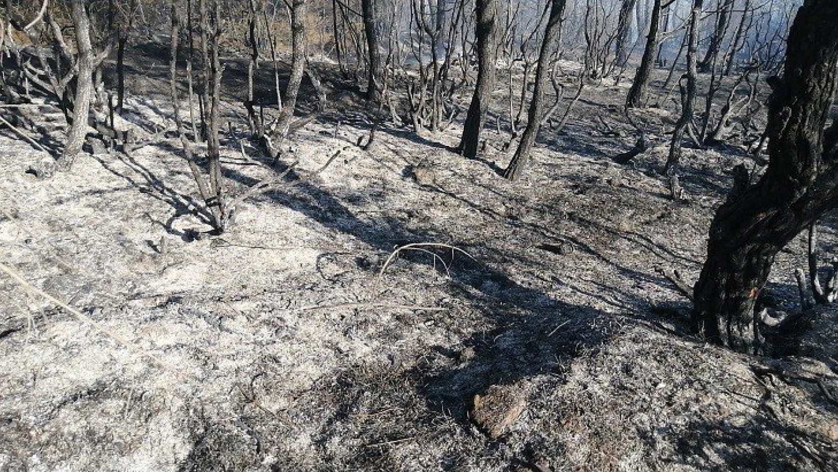 Araç'taki orman yangını kontrol altına alındı