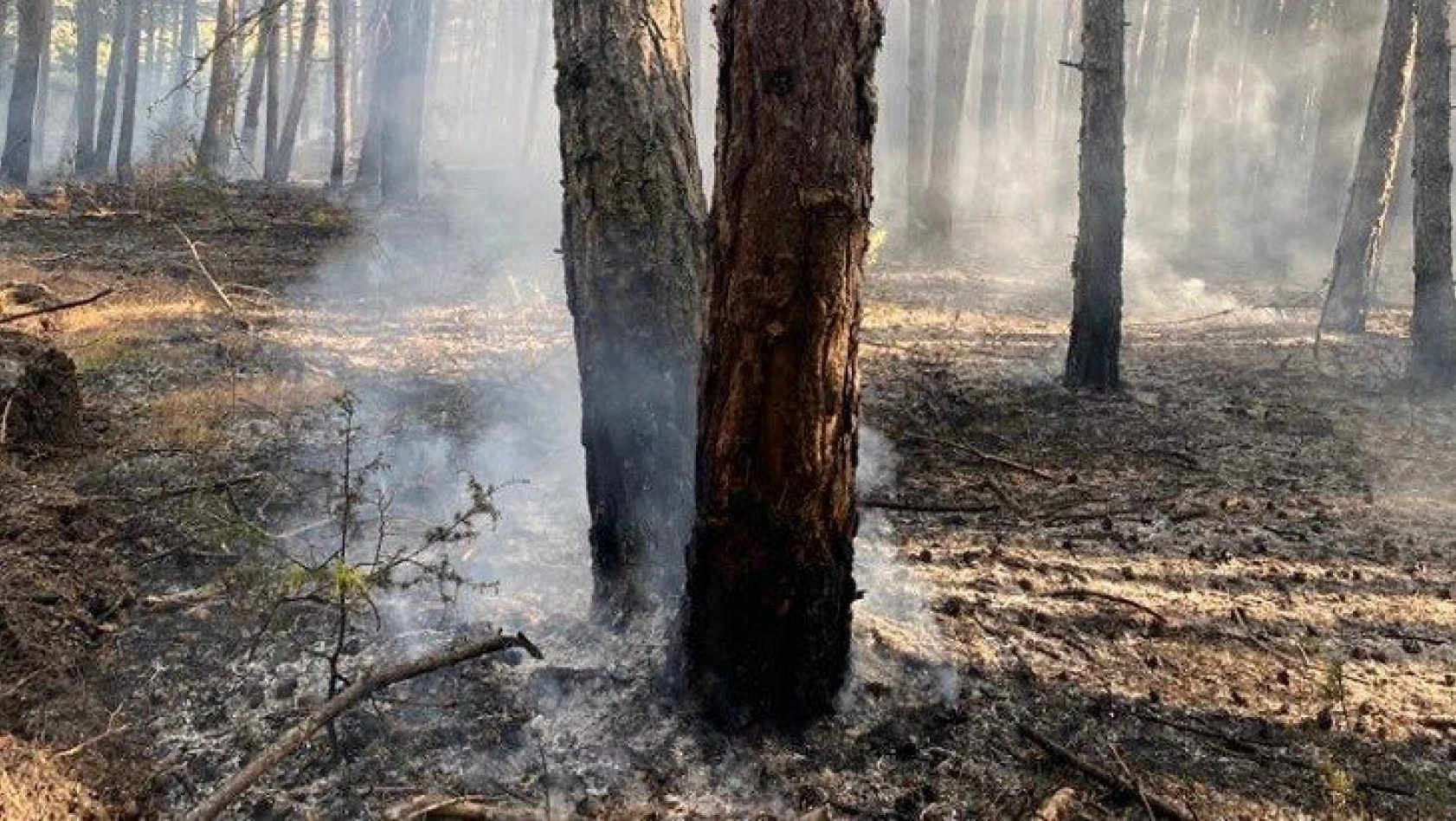 Araç'taki orman yangınında soğutma çalışmaları tamamlandı