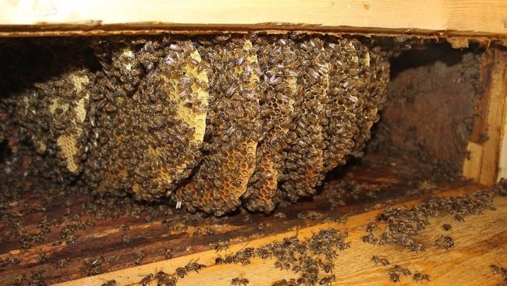 Arıcılık yapan aile 150 yıllık kovanlıkta bal üretiyor