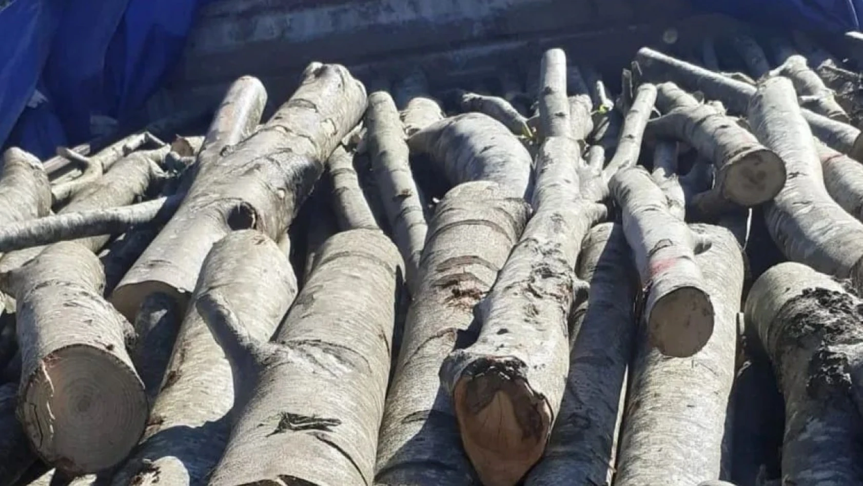 Bir kamyon dolusu kaçak odun yakalandı