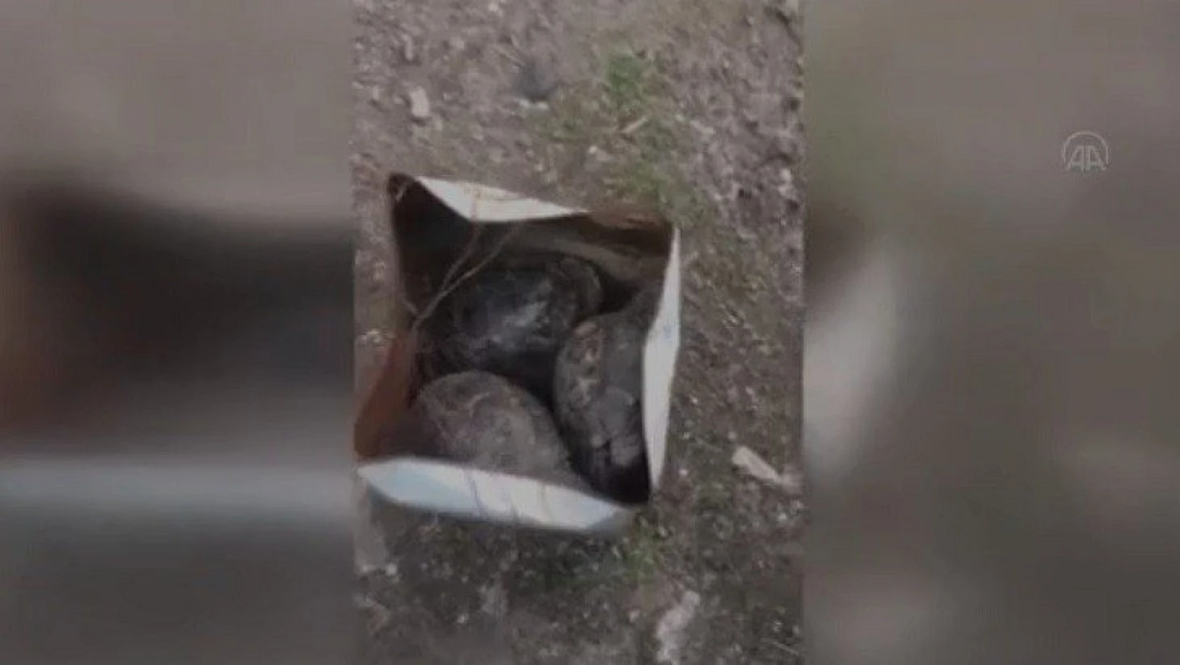 Bozkurt'ta çöp konteynırına atılan kaplumbağalar kurtarıldı