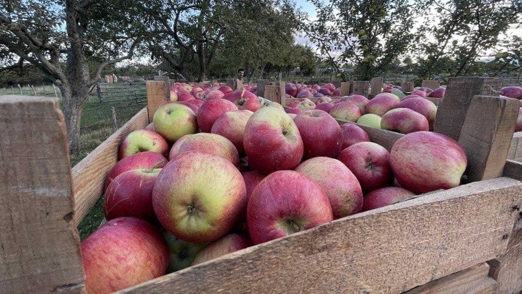 Bu sene 23 bin ton elma rekoltesi bekleniyor