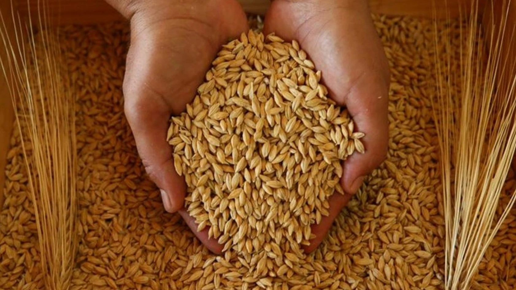 Buğday ve arpa tohumu dağıtılacak