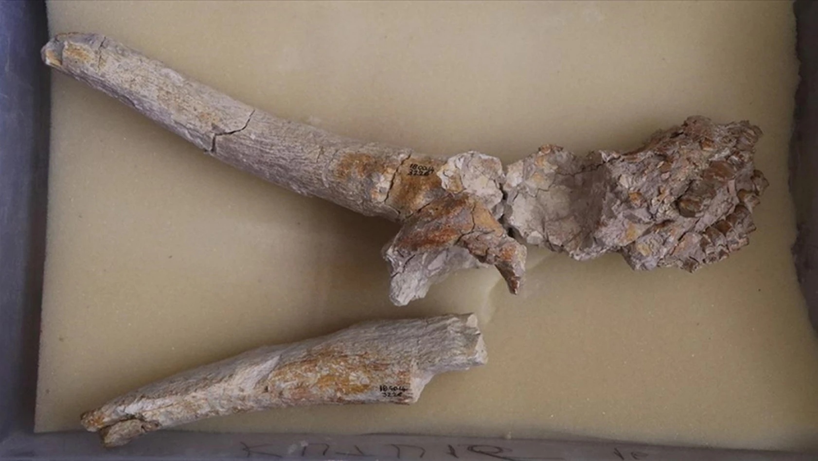 Çankırı'da fosilleri bulunan 4 tür bilim dünyasına kazandırıldı