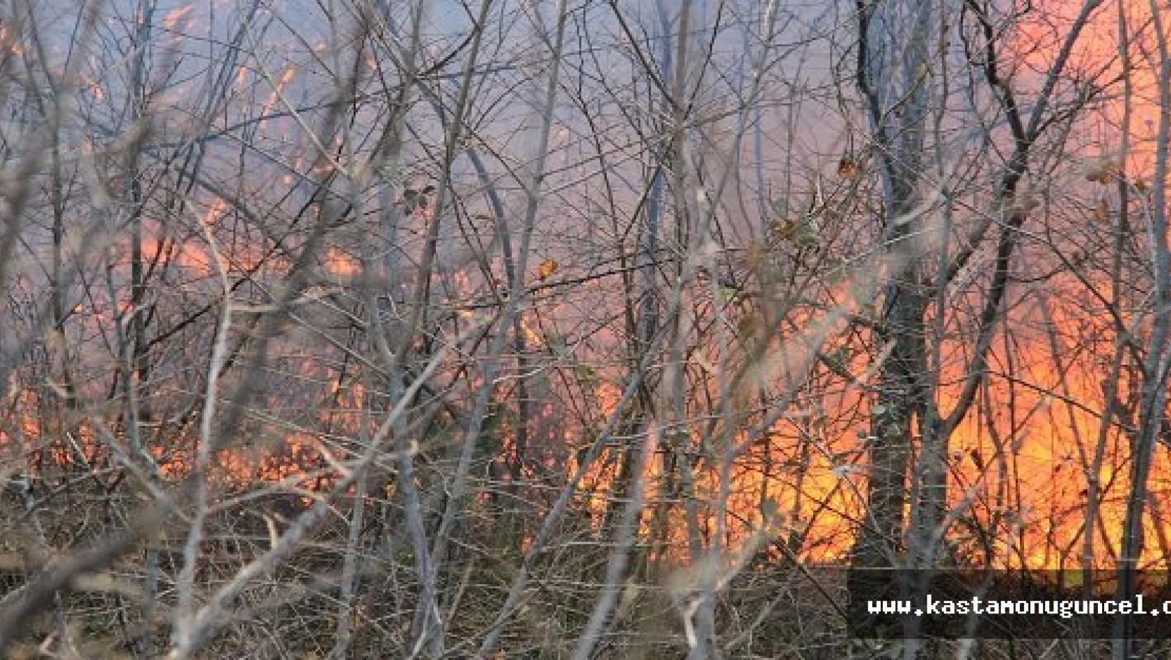 Çatalzeytin'de Orman Yangını
