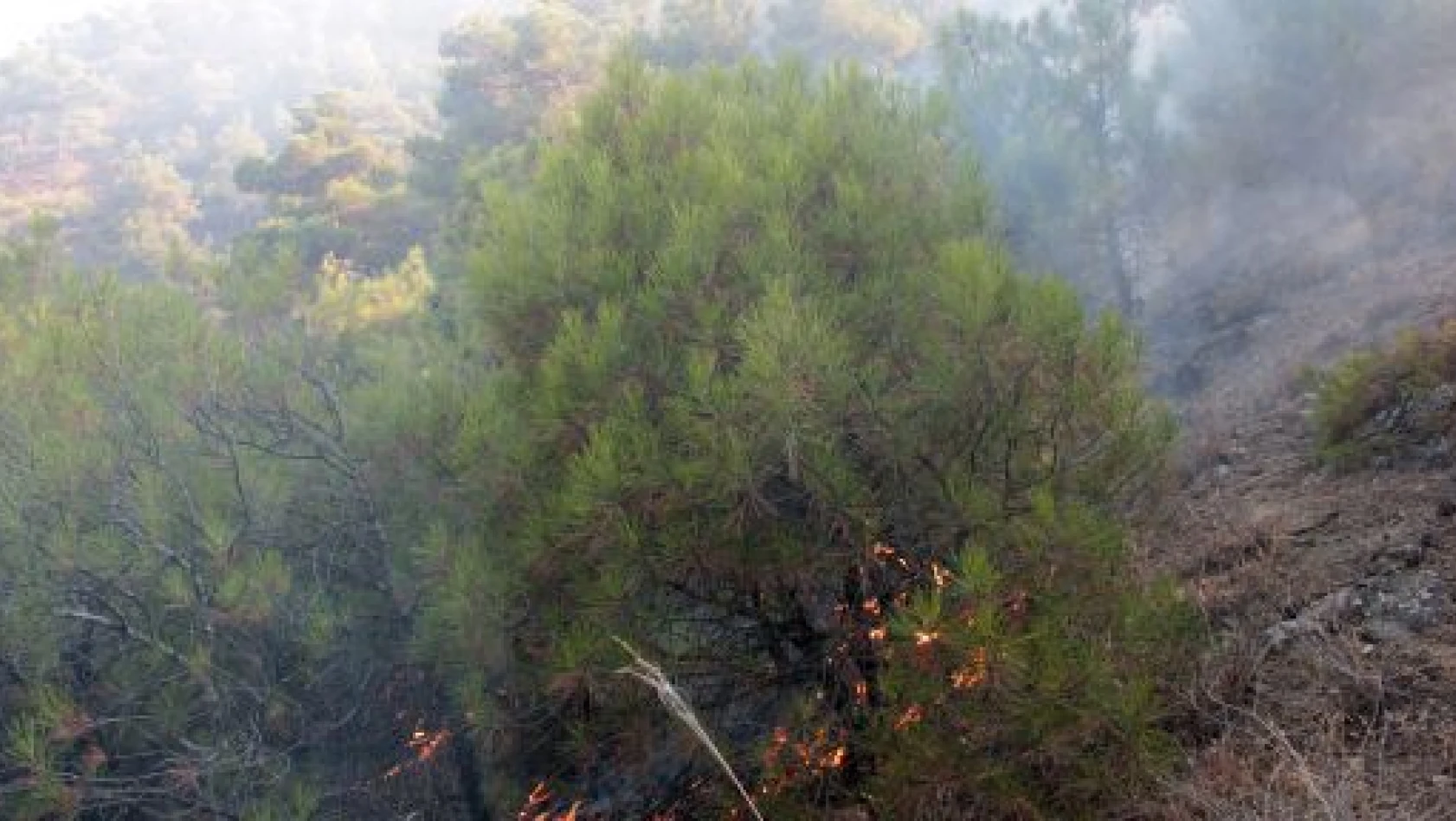 Çorum Dodurga'da 3 hektarlık orman alanı yandı
