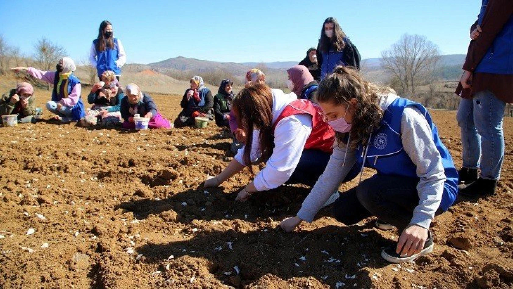 Gönüllü gençler Taşköprü sarımsağını toprakla buluşturdu