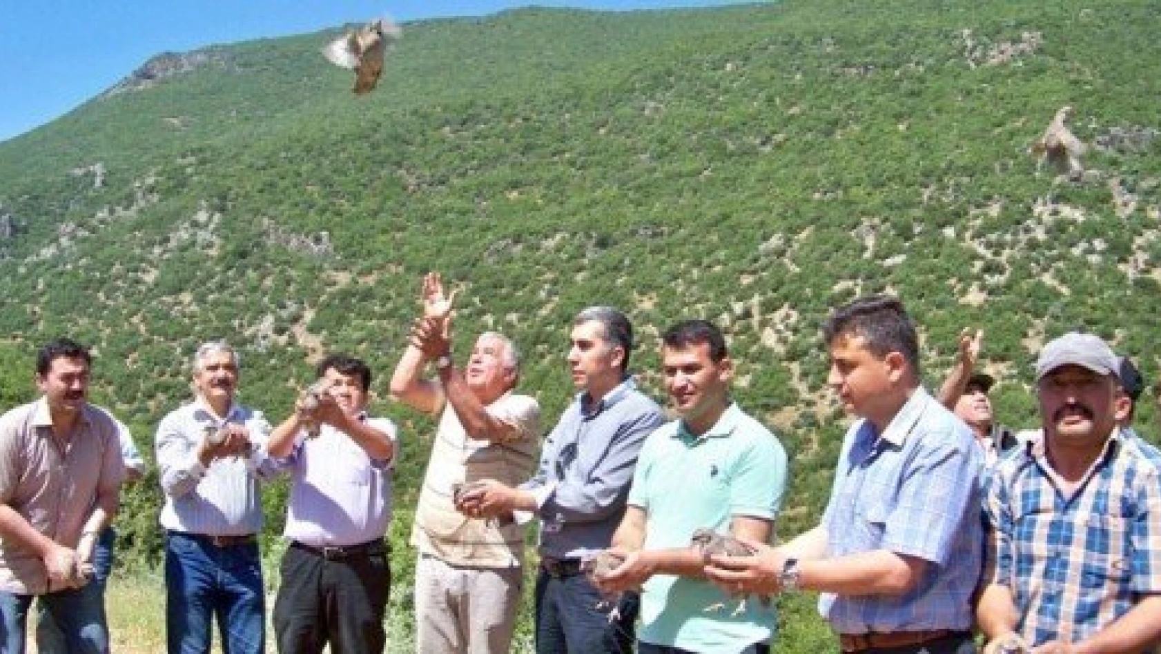 Hassa'da 500 kınalı keklik doğaya salındı