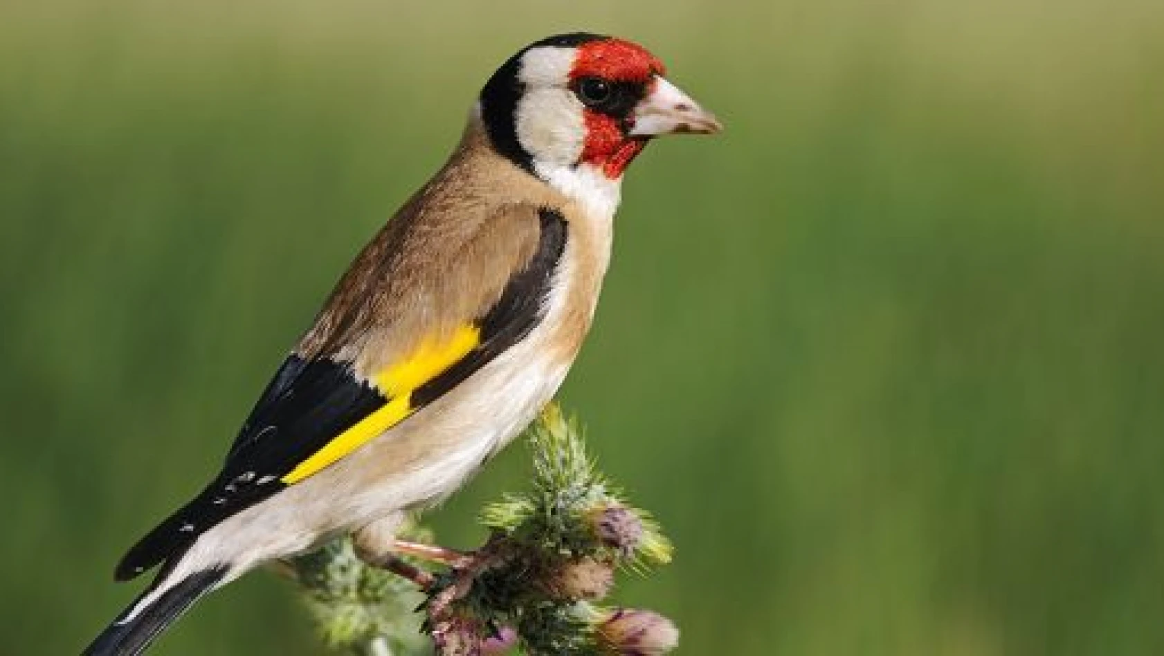 Hatay'daki kuş türlerinin satıldığı iddia edildi