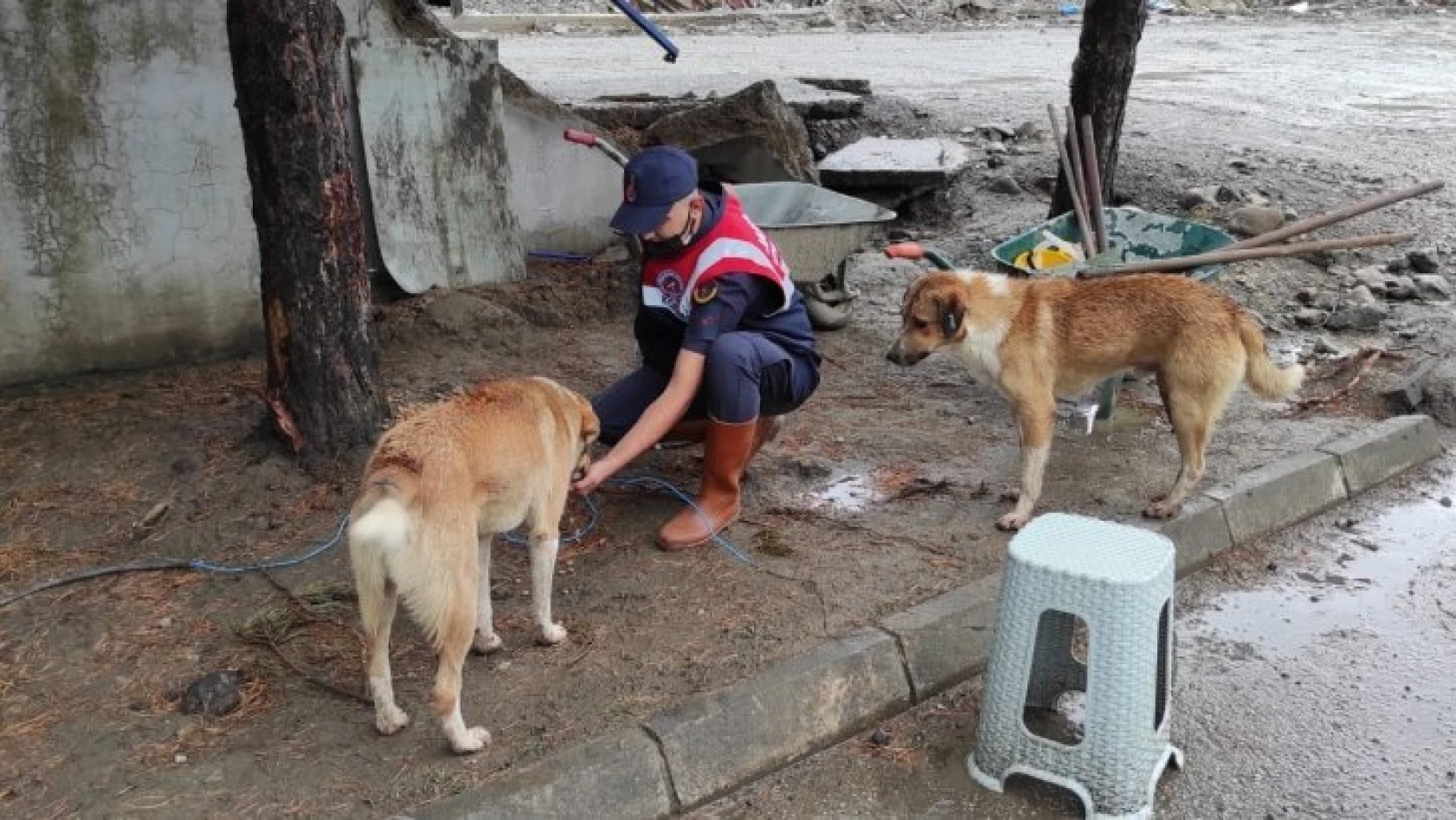HAYDİ ekipleri, afet bölgesinde sokak hayvanlarını besliyor